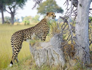 Africa - Cheetah