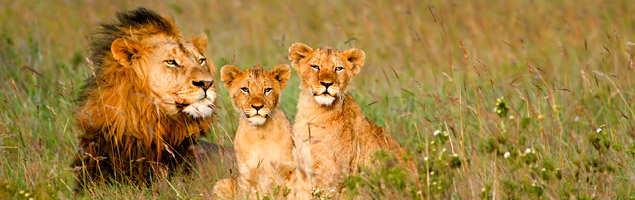 Kenya Lions